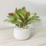 Chậu Cây Mix: Phú Quý, Ngọc Ngân