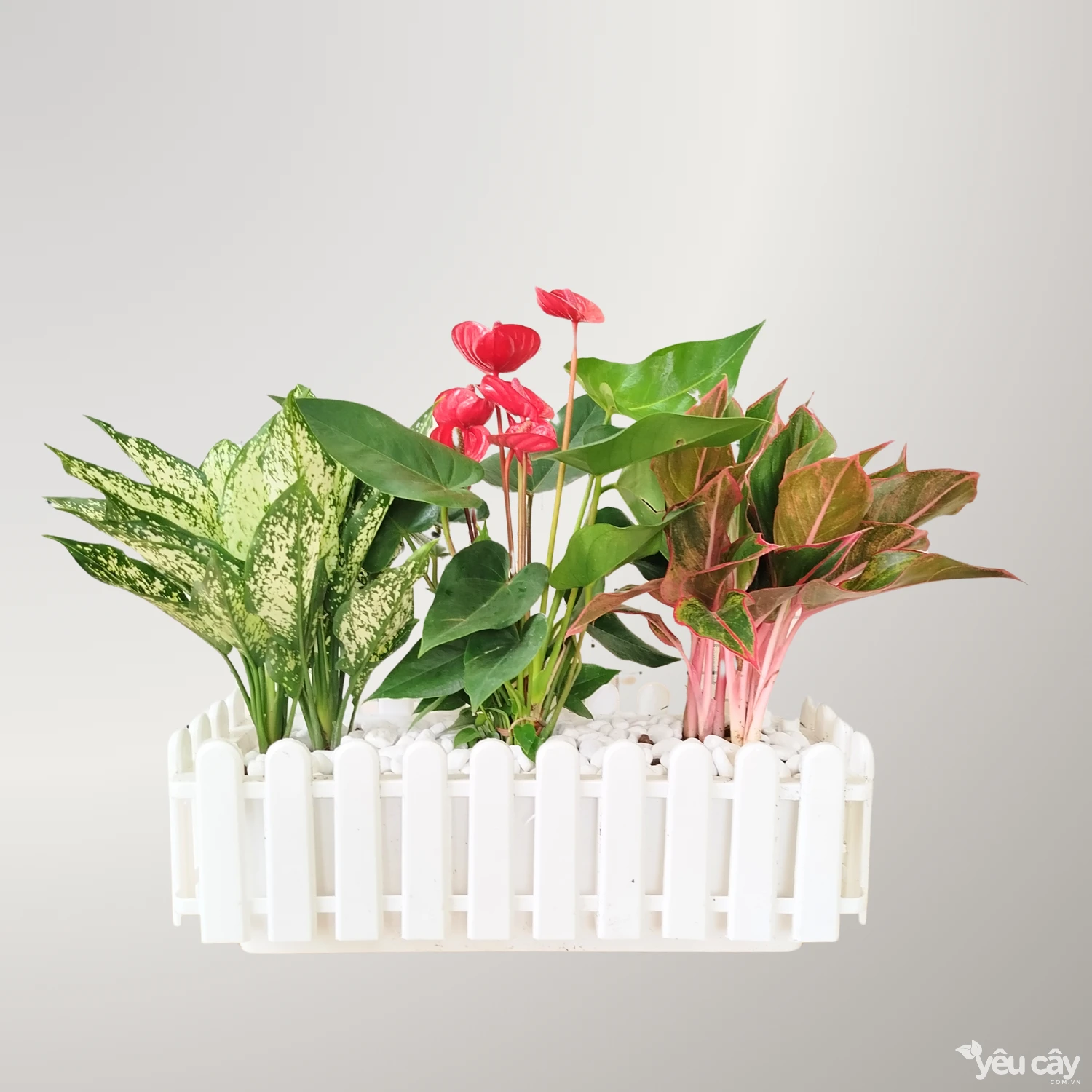 Chậu Cây Hàng Rào Mix: Ngọc Ngân, Phú Quý, Hồng Môn, Kim Tiền