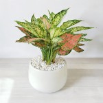 Chậu Cây Mix: Vạn Lộc, Ngọc Ngân