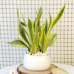 Cây Lưỡi Hổ Hoàng Kim Để Bàn