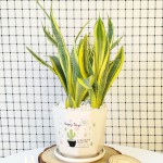 Cây Lưỡi Hổ Hoàng Kim Để Bàn