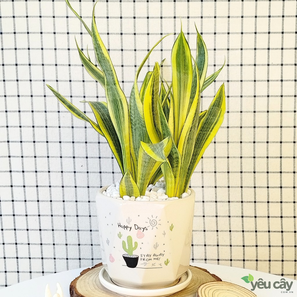 Cây Lưỡi Hổ Hoàng Kim Để Bàn