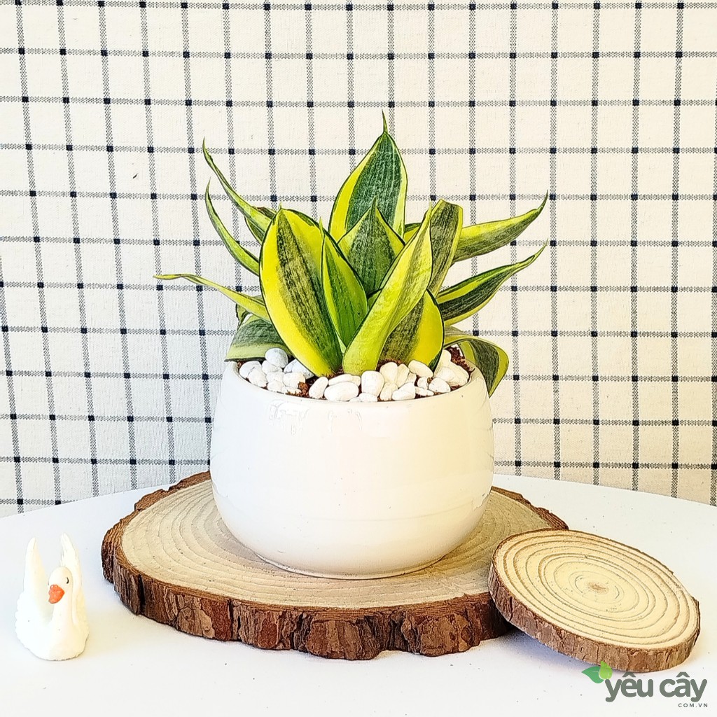 Cây Lưỡi Hổ Hoàng Kim Để Bàn