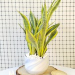 Cây Lưỡi Hổ Hoàng Kim Để Bàn