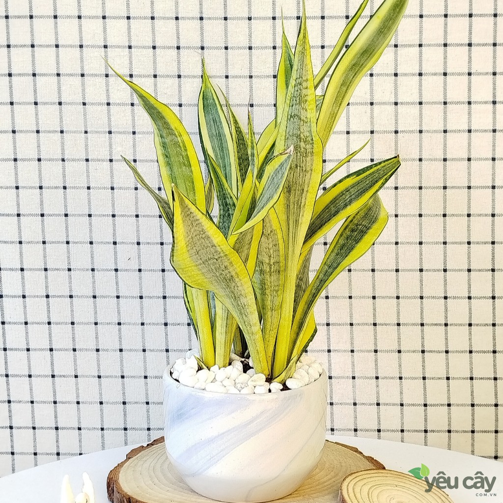Cây Lưỡi Hổ Hoàng Kim Để Bàn