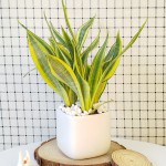 Cây Lưỡi Hổ Hoàng Kim Để Bàn