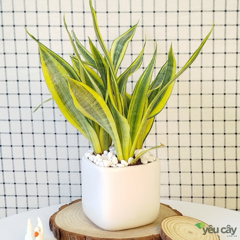 Cây Lưỡi Hổ Hoàng Kim Để Bàn