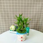 Cây Trúc Phát Tài