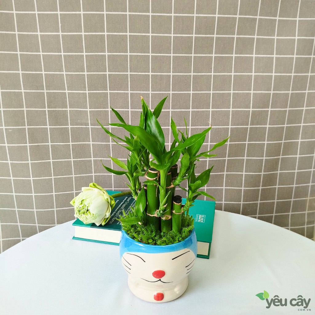 Cây Trúc Phát Tài