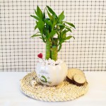 Cây Trúc Phát Tài