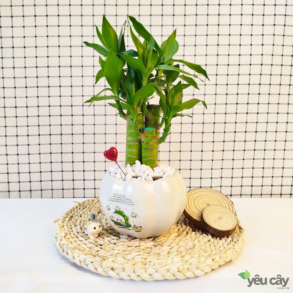 Cây Trúc Phát Tài