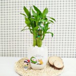 Cây Trúc Phát Tài