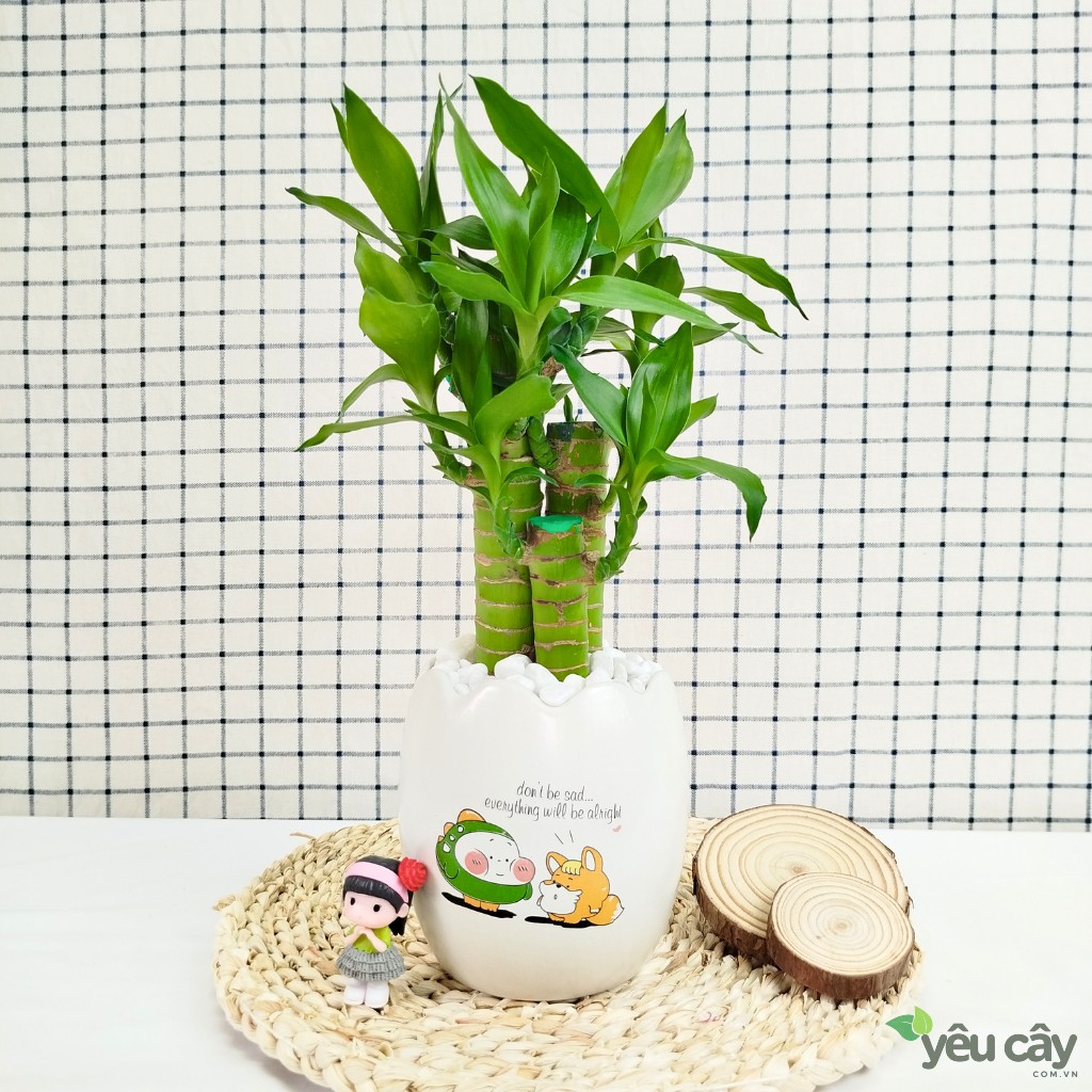 Cây Trúc Phát Tài