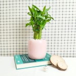 Cây Trúc Phát Tài