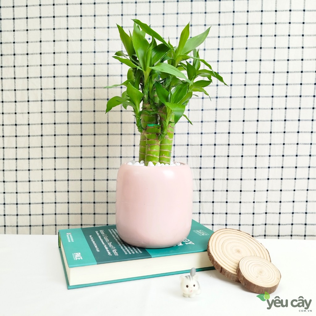 Cây Trúc Phát Tài