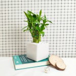 Cây Trúc Phát Tài