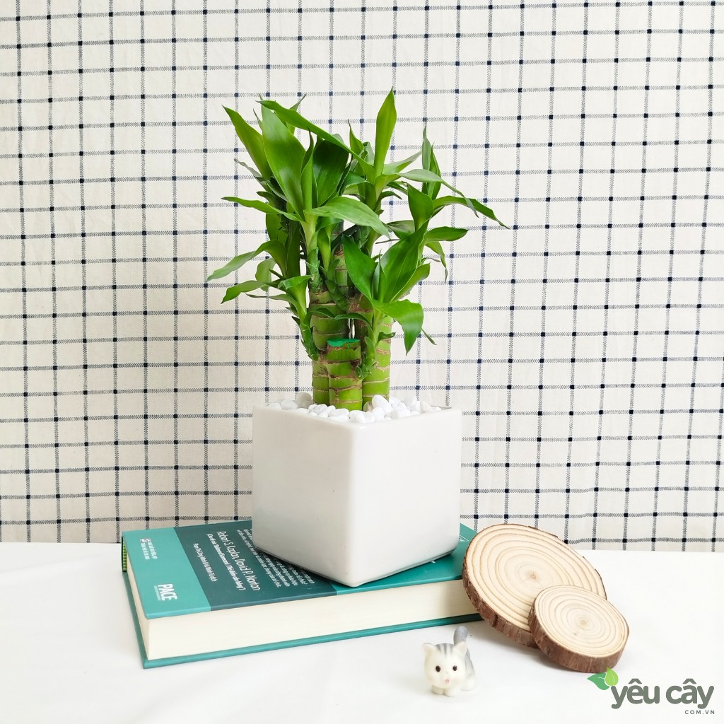 Cây Trúc Phát Tài