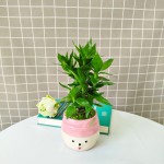 Cây Trúc Phát Tài