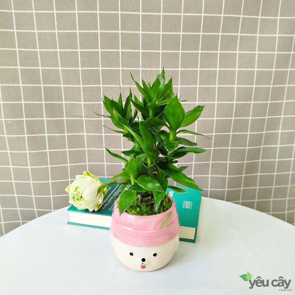 Cây Trúc Phát Tài