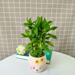 Cây Trúc Phát Tài