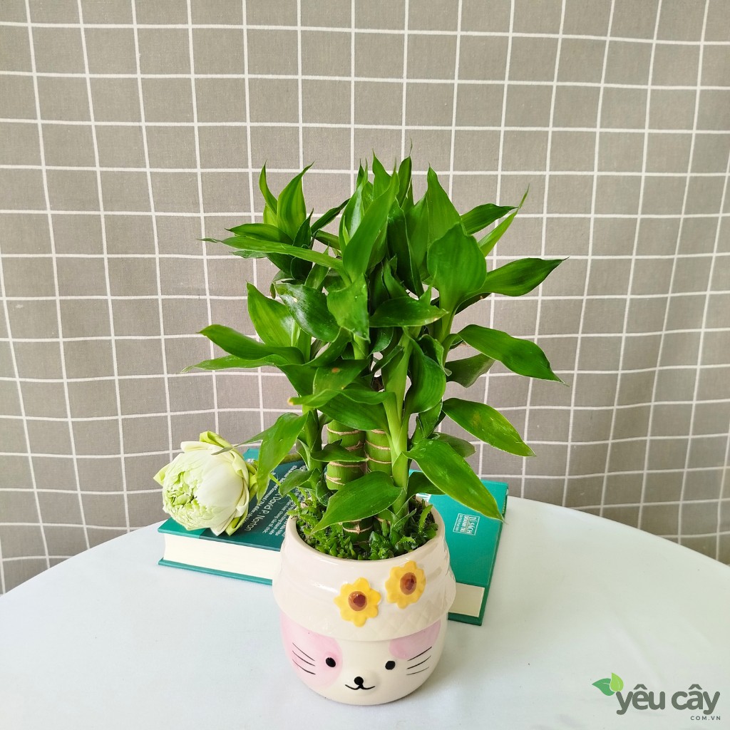 Cây Trúc Phát Tài